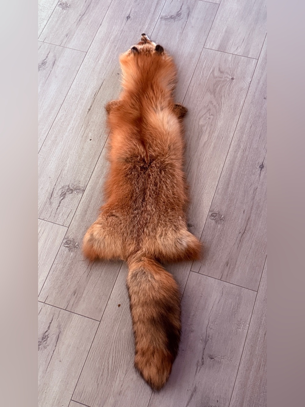 Fiery Red Fox Genuine Fur Pelt Taxidermy Hide 45” Head Tail Paws
